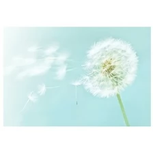 Фотообои цветы Fotooboikin "Нежный одуванчик" 400х270 (ШхВ)