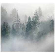 Фотообои на стену Fotooboikin "Туман в лесу" 300х270