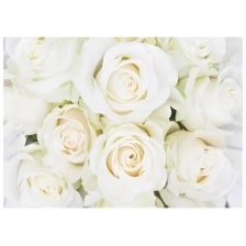 Фотообои «Белые розы» (8 листов), 280х200 см