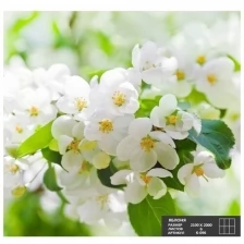 Фотообои К-096 «Яблоня» (6 листов), 210 × 200 см