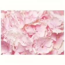 Фотообои "Цветы гортензии", 200х140 см, 130 г-м