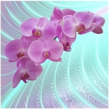 Фотообои Московская обойная фабрика Розовая орхидея 6155-М 200х200