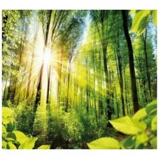 Фотообои Milan Солнечный лес, M 3143, 300х270 см, виниловые на флизелиновой основе