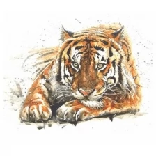Фотообои Симфония "Амурский тигр" V-003