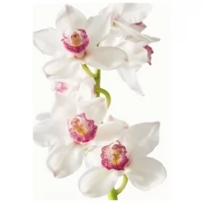 Фотообои Симфония "Изысканная орхидея" V-016