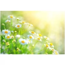 Фотообои виниловые на флизелиновой основе Polimar "Полевые цветы", Арт. 84-131, 400см х 270см (ШхВ)
