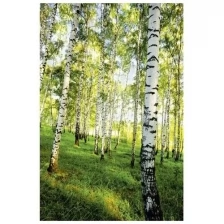 Фотообои К-117 «Берёзовый лес» (4 листа), 140 × 200 см