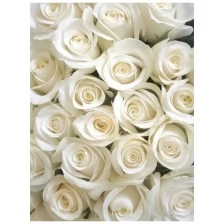 Фотообои Milan Белые розы, М 241, 200х270 см, виниловые на флизелиновой основе
