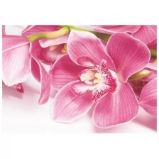 Фотообои "Орхидея" (4 листа) 200*140 см